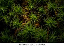 Attēlu rezultāti vaicājumam “Polytrichum strictum”