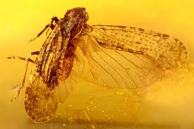 Attēlu rezultāti vaicājumam “Auchenorrhyncha”