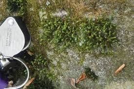 Attēlu rezultāti vaicājumam “Hedwigia ciliata”