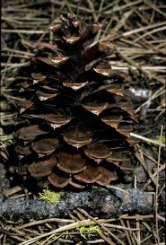 Attēlu rezultāti vaicājumam “Pinus ponderosa fruit”