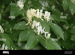 Attēlu rezultāti vaicājumam “Lonicera xylosteum flower”