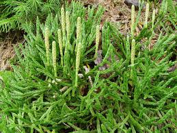 Attēlu rezultāti vaicājumam “Diphasium complanatum”