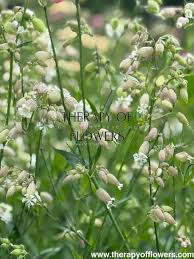 Image result for Silene vulgaris