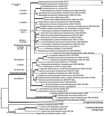 Attēlu rezultāti vaicājumam “Isopaches bicrenatus”