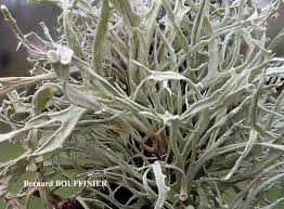 Attēlu rezultāti vaicājumam “Ramalina calicaris”