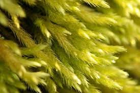 Attēlu rezultāti vaicājumam “Orthotrichum pumilum sporophyte”