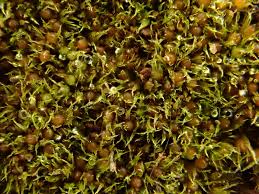 Attēlu rezultāti vaicājumam “Ephemerum serratum”