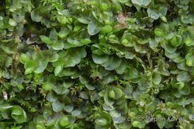 Attēlu rezultāti vaicājumam “Jungermannia leiantha”