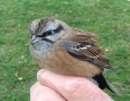 Image result for Emberiza cia
