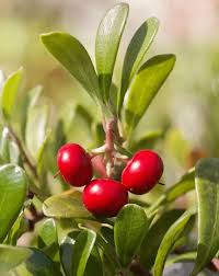 Attēlu rezultāti vaicājumam “Exobasidium uvae-ursi”