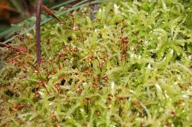 Attēlu rezultāti vaicājumam “Brachythecium”