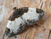 Attēlu rezultāti vaicājumam “Mesoleuca albicillata”