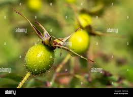 Attēlu rezultāti vaicājumam “Rosa villosa fruit”
