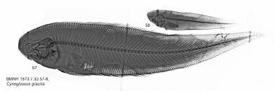Image result for Dollfusichthys