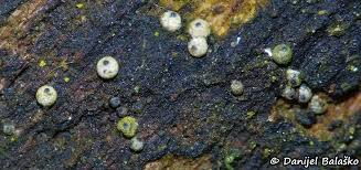 Attēlu rezultāti vaicājumam “Lasiosphaeria ovina”