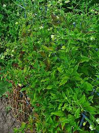 Attēlu rezultāti vaicājumam “Silene baccifera fruit”