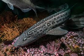 Image result for Poroderma pantherinum