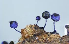 Attēlu rezultāti vaicājumam “Lamproderma pulchellum macro”