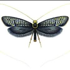 Attēlu rezultāti vaicājumam “Nematopogon sp.”