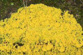 Attēlu rezultāti vaicājumam “Physarum virescens young”