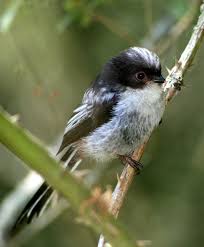 Attēlu rezultāti vaicājumam “Aegithalos caudatus”