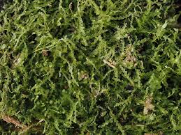 Attēlu rezultāti vaicājumam “Cephalozia catenulata”