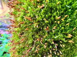 Attēlu rezultāti vaicājumam “Pylaisia polyantha”