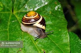 Attēlu rezultāti vaicājumam “Cepaea hortensis”