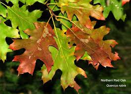 Attēlu rezultāti vaicājumam “Quercus”