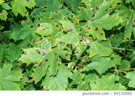 Attēlu rezultāti vaicājumam “Rhytisma acerinum”