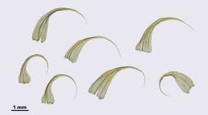 Attēlu rezultāti vaicājumam “Sanionia uncinata”