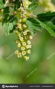 Attēlu rezultāti vaicājumam “Ribes rubrum flower”