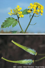 Attēlu rezultāti vaicājumam “Sinapis alba leaf”