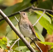 Image result for Catharus minimus