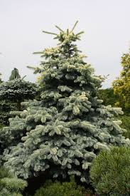 Attēlu rezultāti vaicājumam “Picea pungens”