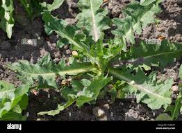 Image result for Zichorie