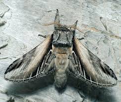 Attēlu rezultāti vaicājumam “Pheosia tremula”