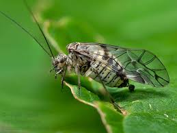 Attēlu rezultāti vaicājumam “Psococerastis gibbosa”