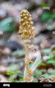 Attēlu rezultāti vaicājumam “Neottia nidus-avis flower”