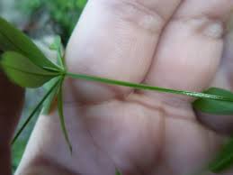 Attēlu rezultāti vaicājumam “Galium triflorum fruit”