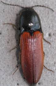 Attēlu rezultāti vaicājumam “Ampedus sp.”