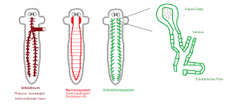 Attēlu rezultāti vaicājumam “Plathelminthes”
