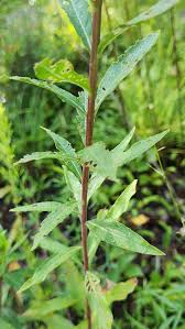 Image result for Oenothera biennis