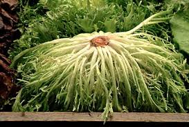 Image result for Endivie