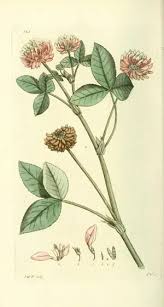 Attēlu rezultāti vaicājumam “Trifolium hybridum flower”
