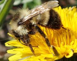 Attēlu rezultāti vaicājumam “Bombus”