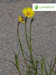 Image result for Tragopogon pratensis