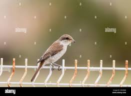 Attēlu rezultāti vaicājumam “Lanius collurio juvenile”