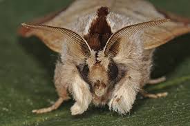 Attēlu rezultāti vaicājumam “Clostera curtula”