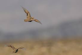 Image result for Syrrhaptes paradoxus